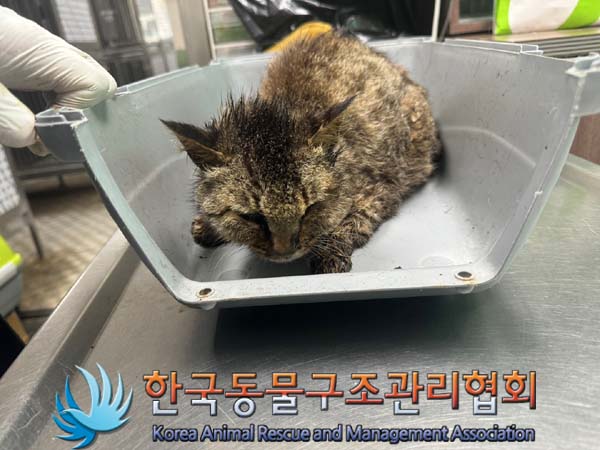 종료(안락사) 한국…